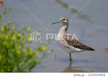 タカブシギ～春の渡り02 103934969