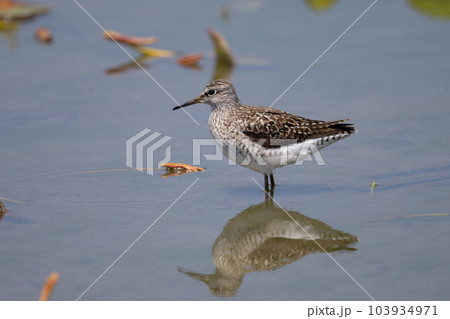 タカブシギ～春の渡り04 103934971