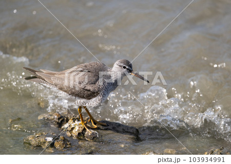 キアシシギ～春の渡り05 103934991