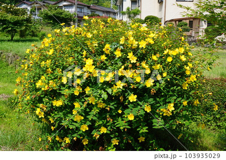満開の「キンシバイ」の花 満開の「キンシバイ」の花 103935029