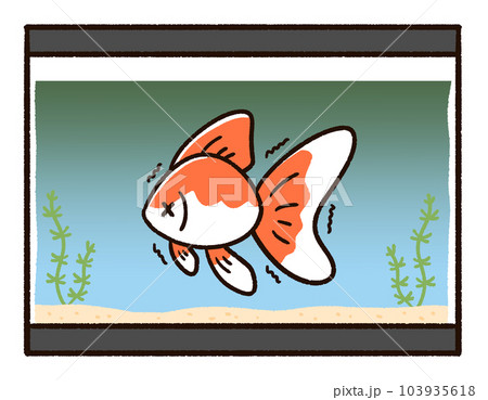 水が汚れている水槽と金魚 103935618