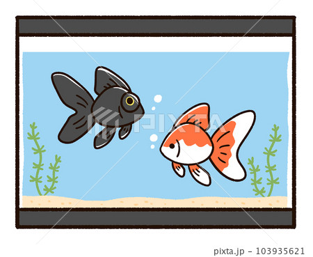 水槽と金魚　リュウキン　デメキン 103935621