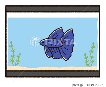 熱帯魚のベタと水槽 103935623