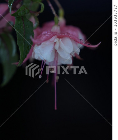 雨雫に飾られた華やかなフクシア 雨雫に飾られた華やかなフクシア 103935727
