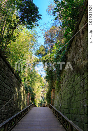 猿島要塞の切通し 猿島要塞の切通し 103935926