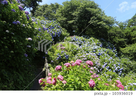 日本一の下田アジサイ祭り 103936019