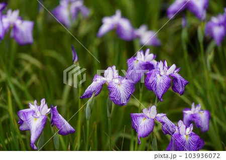 花菖蒲満開 103936072