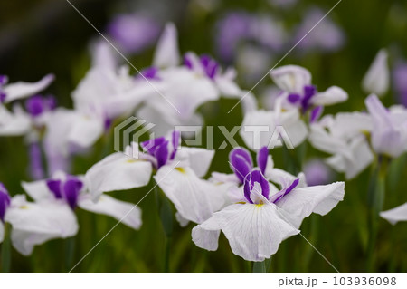 花菖蒲満開 花菖蒲満開 103936098