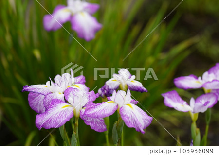 花菖蒲満開 花菖蒲満開 103936099