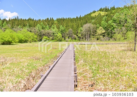初夏の親海湿原 103936103