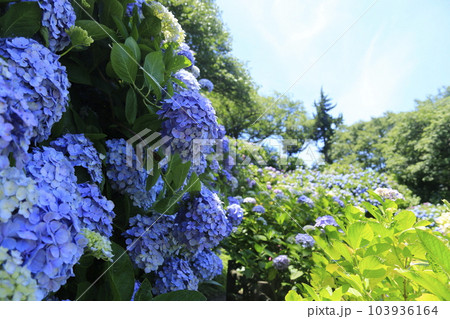 日本一の下田アジサイ祭り 103936164