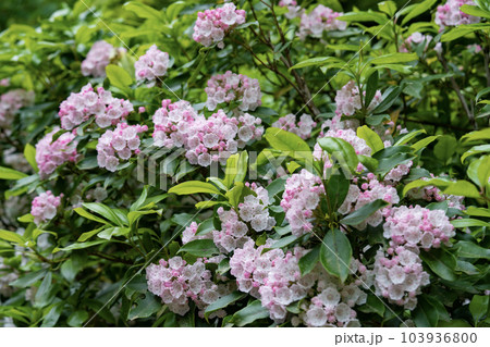 コンペイトウのようなカルミア 103936800