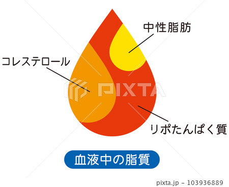 血液中の脂質　説明図 103936889