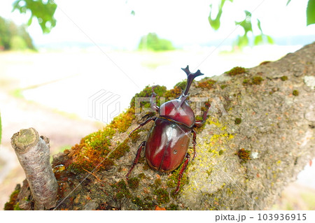 カブトムシ 夏休み 子供 カブトムシ 夏休み 子供 103936915