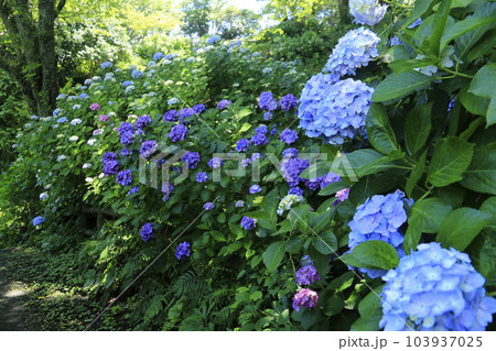 日本一の下田アジサイ祭り 103937025