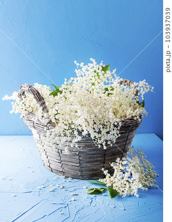 Elder flower Elder flower 103937039