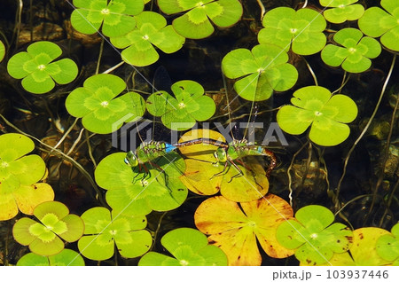 水中に産卵するトンボ 103937446