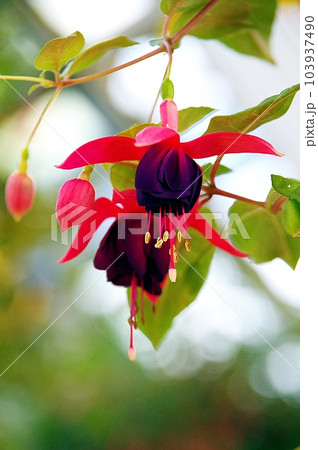 かわいいフクシアの花 かわいいフクシアの花 103937490