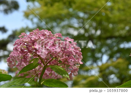 市民公園の陽花 103937800