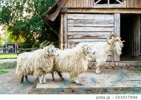 Two sheets and goat on the yard next to barn 103937998