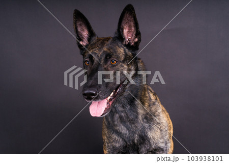 Studio shot of an adorable mixed breed dog sitting on black background. Studio shot of an adorable mixed breed dog sitting on black background. 103938101