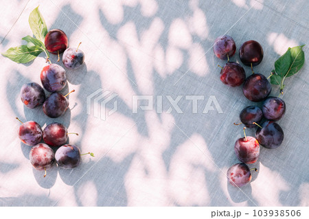 Fresh plum, fruits of ripe organic fruits on the kitchen table, top view. Seasonal harvest Fresh plum, fruits of ripe organic fruits on the kitchen table, top view. Seasonal harvest 103938506