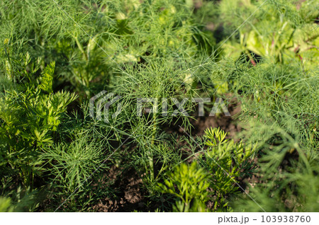Green young dill grows in the garden bed 103938760