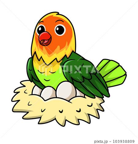 Cute fischer love bird cartoon with eggs in the nest Cute fischer love bird cartoon with eggs in the nest 103938809