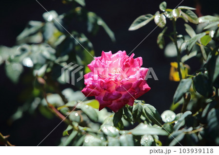 荒尾市 おもやい市民花壇 バラの花、 荒尾市 おもやい市民花壇 バラの花、 103939118