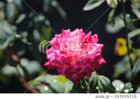 荒尾市 おもやい市民花壇 バラの花、 荒尾市 おもやい市民花壇 バラの花、 103939119