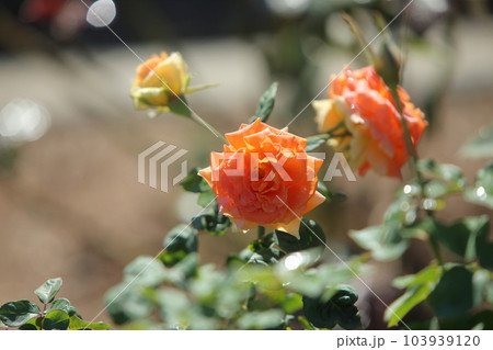 荒尾市　おもやい市民花壇　バラの花、 103939120