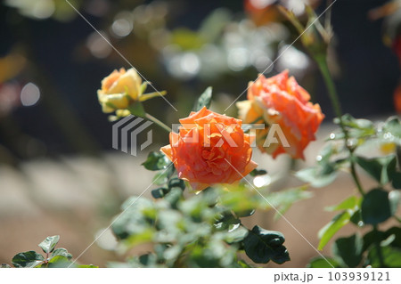 荒尾市　おもやい市民花壇　バラの花、 103939121