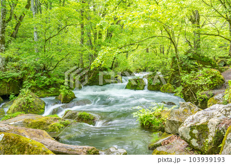 初春の奥入瀬渓谷　阿修羅の流れ 103939193