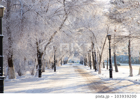 Frost tree branches, rime ice snow forest, fog, sun rays, lanterns, benches. Winter landscape of park 103939200
