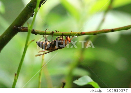 ヒメスズメバチ 103939377