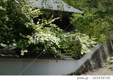 ぼたん　牡丹　長谷寺　奈良県 103939726