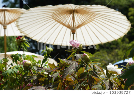 ぼたん　牡丹　長谷寺　奈良県 103939727