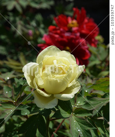 ぼたん　牡丹　長谷寺　奈良県 103939747