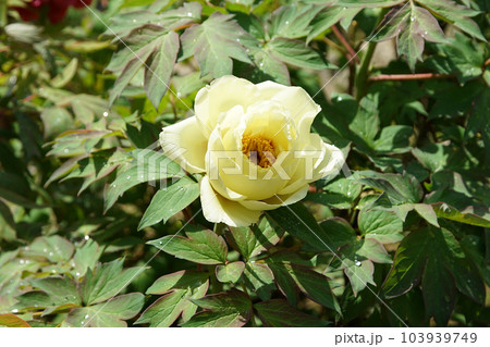 ぼたん　牡丹　長谷寺　奈良県 103939749