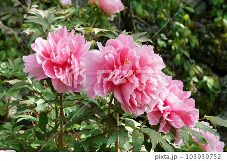 ぼたん　牡丹　長谷寺　奈良県 103939752