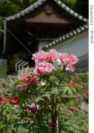 ぼたん　牡丹　長谷寺　奈良県 103939762