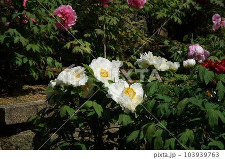 ぼたん　牡丹　長谷寺　奈良県 103939763