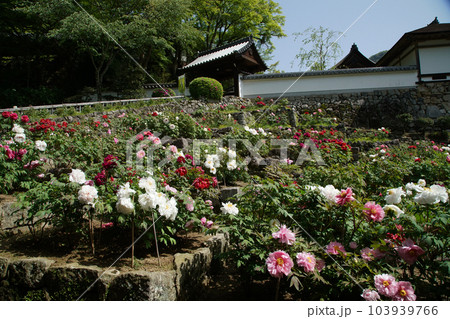 ぼたん　牡丹　長谷寺　奈良県 103939766