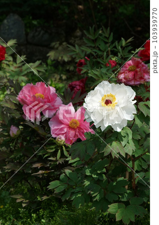 ぼたん　牡丹　長谷寺　奈良県 103939770