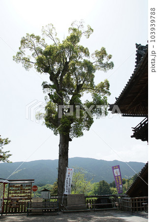 ぼたん　牡丹　長谷寺　奈良県 103939788