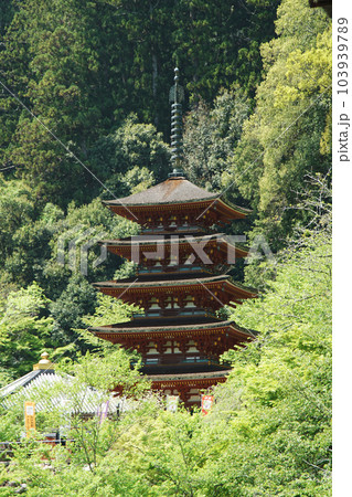ぼたん 牡丹 長谷寺 奈良県 ぼたん 牡丹 長谷寺 奈良県 103939789