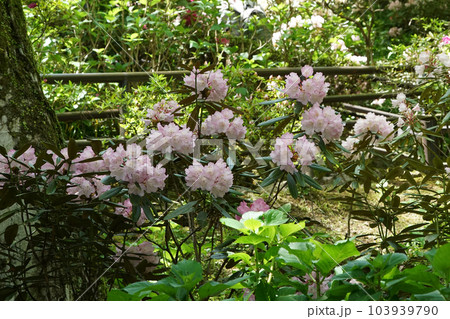 ぼたん　牡丹　長谷寺　奈良県 103939790