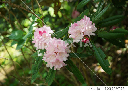 ぼたん　牡丹　長谷寺　奈良県 103939792