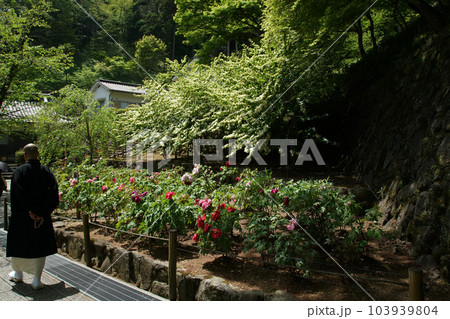 ぼたん　牡丹　長谷寺　奈良県 103939804