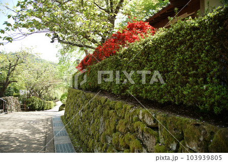 ぼたん 牡丹 長谷寺 奈良県 ぼたん 牡丹 長谷寺 奈良県 103939805